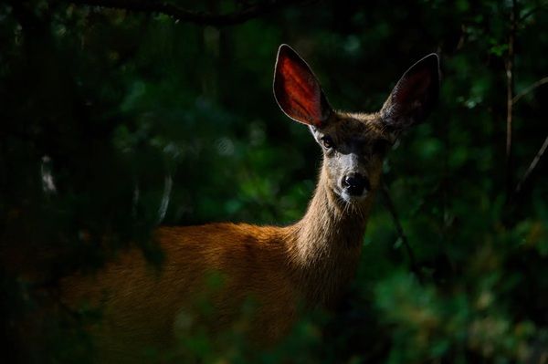 【北海道富良野市】ノゾホテルが夏の富良野を満喫できるアクティビティを発表！家族でエンジョイ