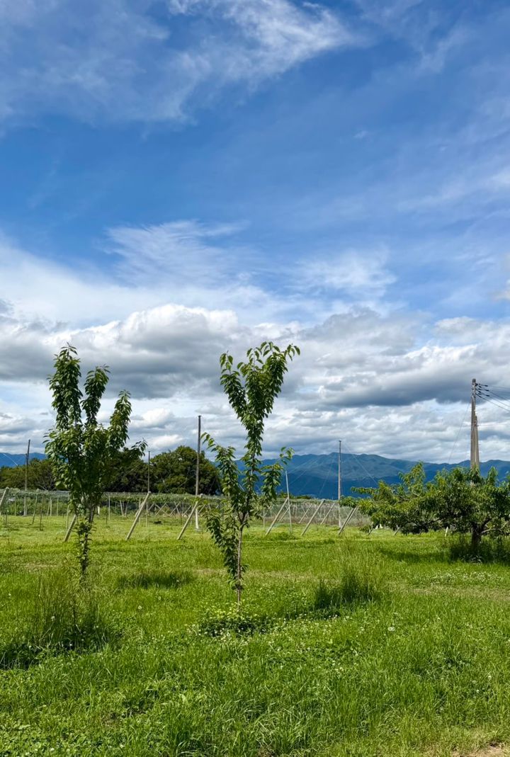 山梨でさくらんぼ狩り
