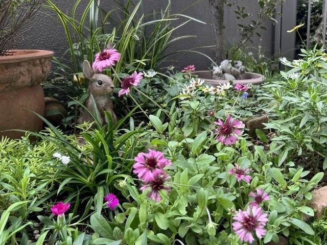 キク科のガイラルディアの花