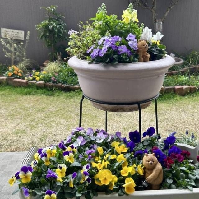 たくさんのビオラの寄せ植え