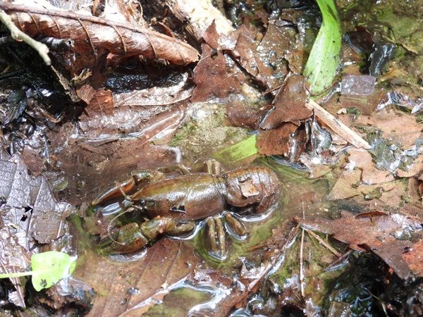 【北海道鶴居村】釧路湿原国立公園内の「鶴居・西武の森」、環境省の「自然共生サイト」に認定！
