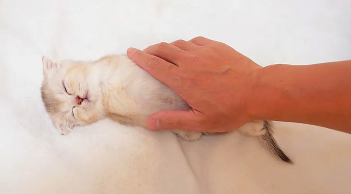 なされるがままの子猫