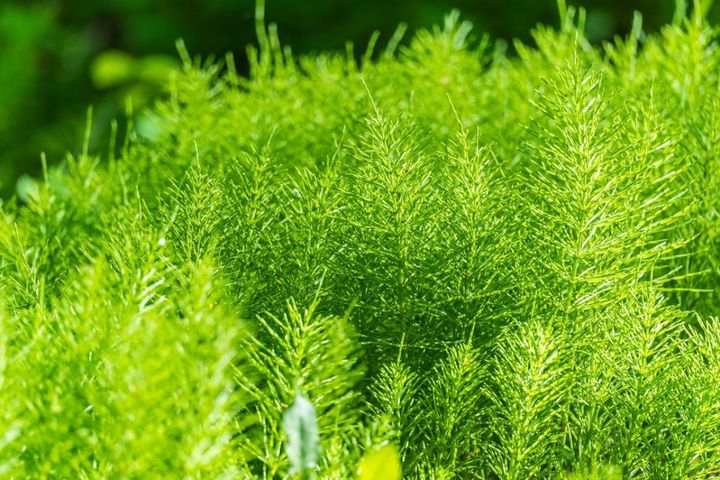 ツクシの栄養茎であるスギナ
