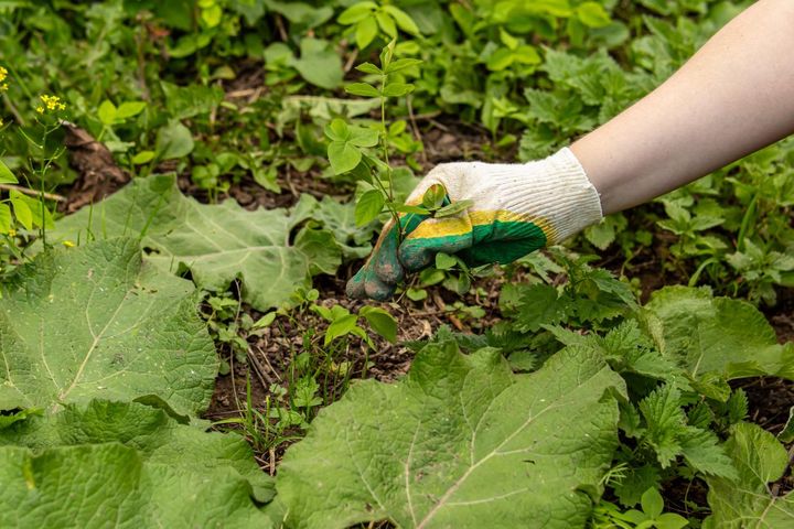 草丈高い雑草だけ抜く除草