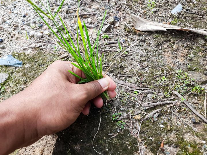 雑草が抜きにくい地面