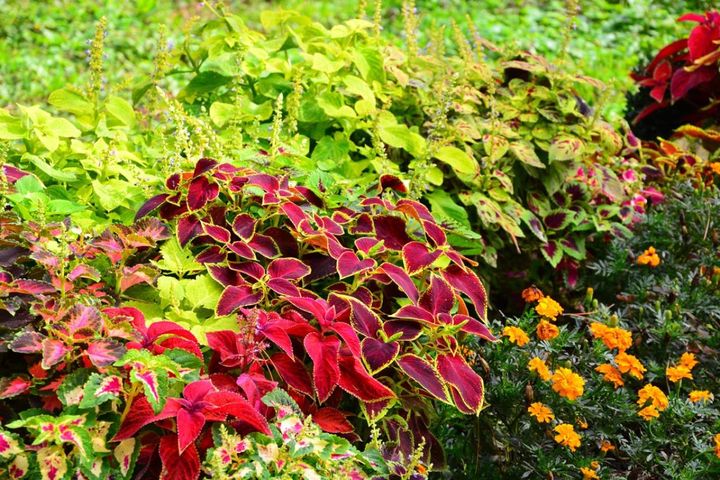 コリウスやマリーゴールドに覆われた、雑草知らずの夏花壇