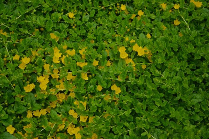 初夏に黄色の花が咲くリシマキア・ヌンムラリア