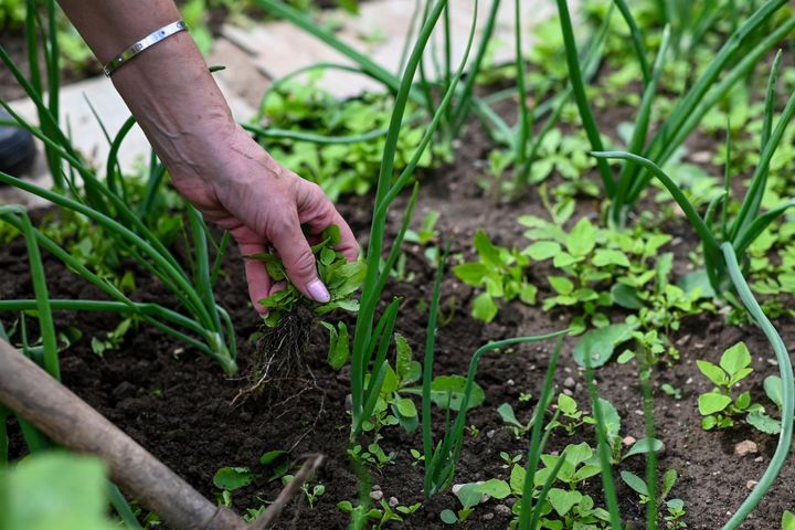 除草がラクなタマネギ畑