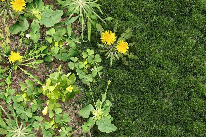 雑草と戦わない庭づくり：雑草を全部抜くのはもうやめよう！ラクにきれいを保つ「選択的除草」