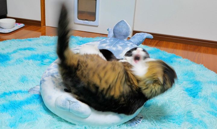 ベッドの取り合いをする猫達