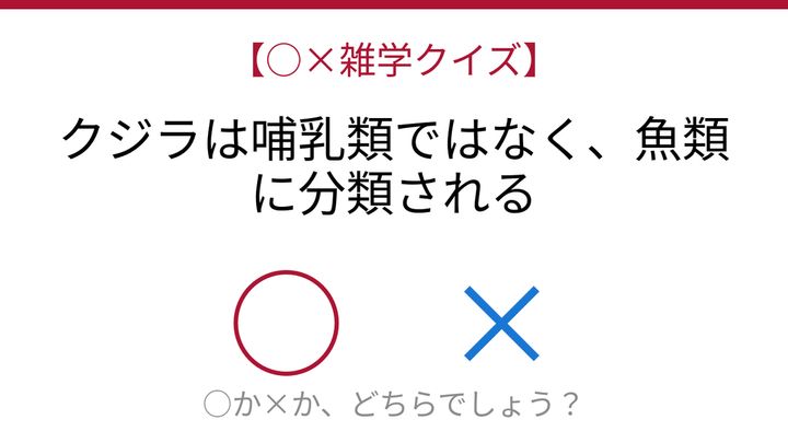 【○×雑学クイズ】これ本当？クジラの正体に迫る！の問題画像