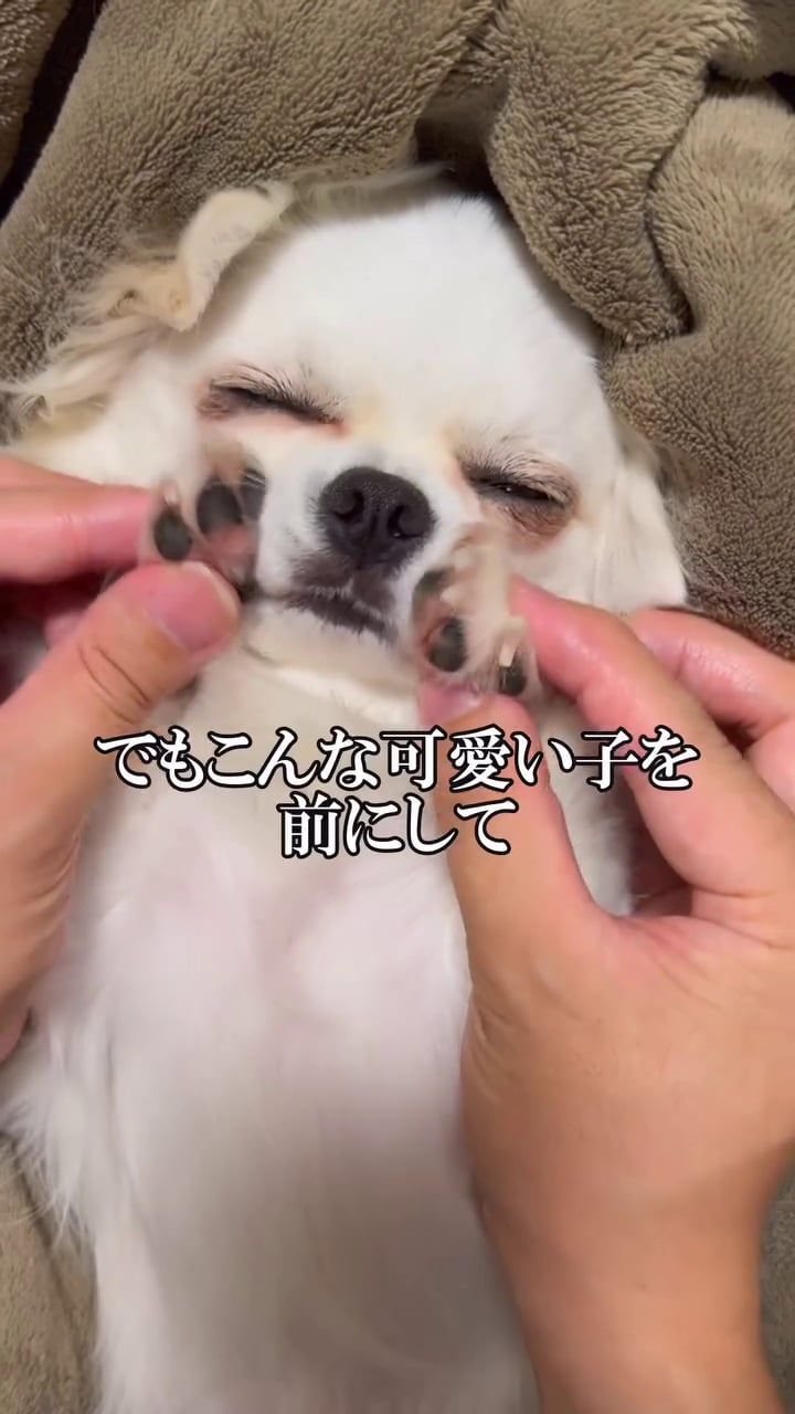 「うみが食べるだけ」さんの公式TikTokアカウントより