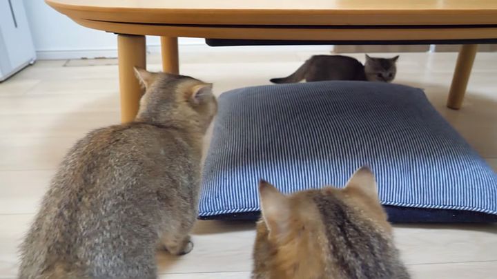 叱られちゃった子猫