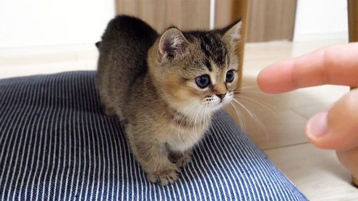 遊ぶ子猫