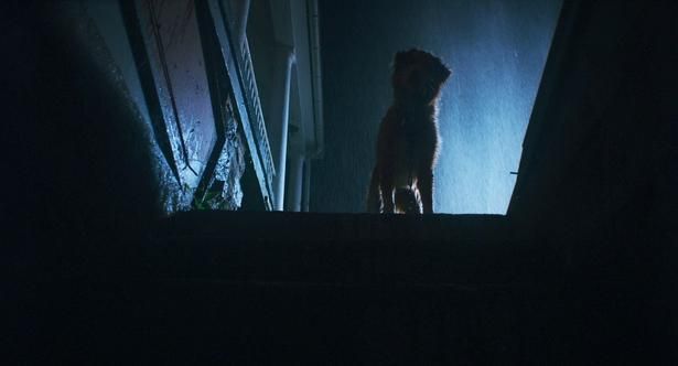レトリバー犬のインディの熱演が称えられた『GOOD BOY／グッド・ボーイ』 [c]2025 Whats Wrong With Your Dog, LLC. All Rights Reserved.