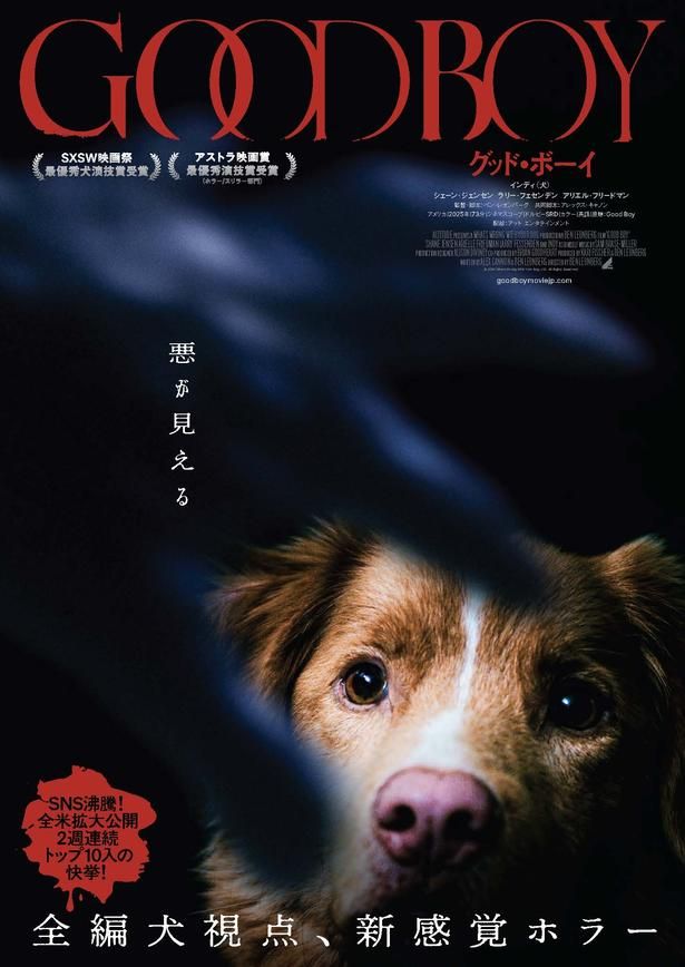 入場者特典のポストカードにも使用される『GOOD BOY／グッド・ボーイ』特別ビジュアル [c]2025 Whats Wrong With Your Dog, LLC. All Rights Reserved.