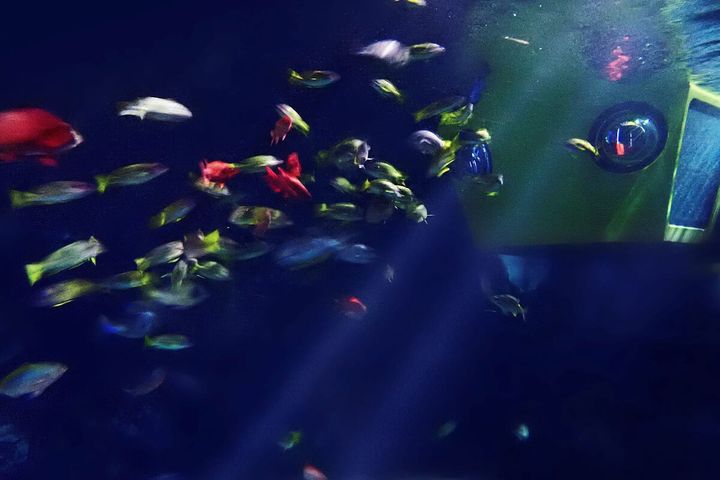 スペシャルアトラクション「サブマリン・アドベンチャー ～月あかりバージョン～」2