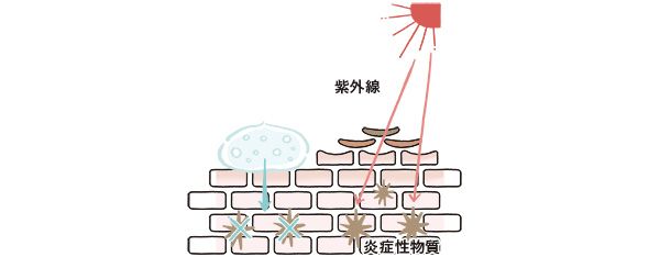 紫外線ダメージを軽減。紫外線、炎症性物質