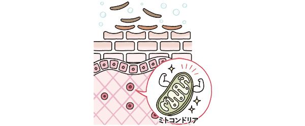 代謝がアップして肌が元気に。ミトコンドリア