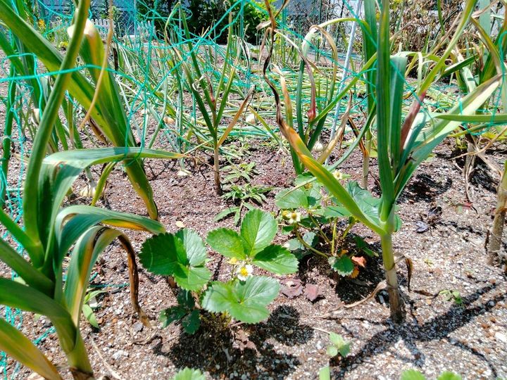 イチゴと一緒に植えたニンニク