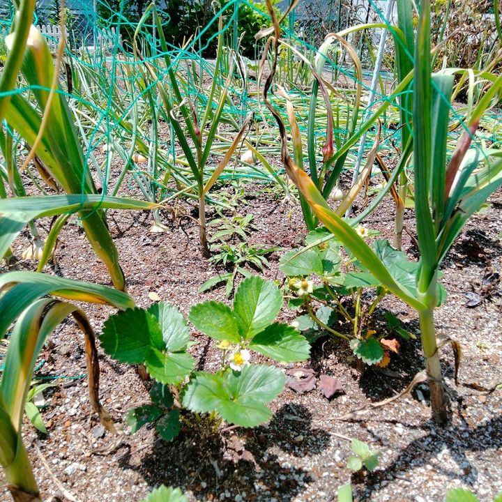 イチゴと一緒に植えたニンニク