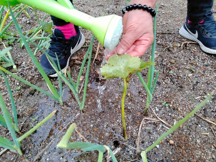 じょうろで葉の裏に水をかけている様子