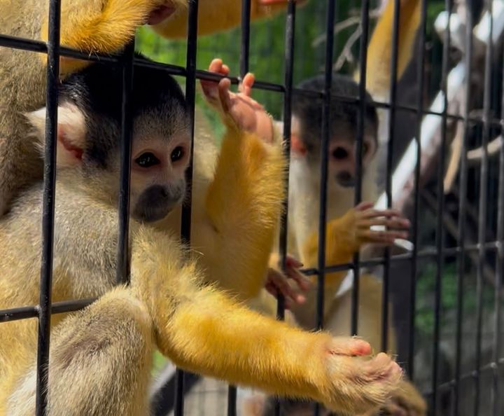 伊豆シャボテン動物公園のサル
