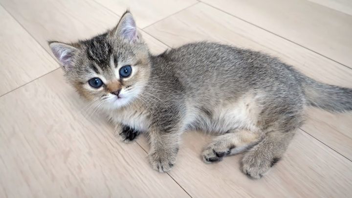 コテンと横になる子猫