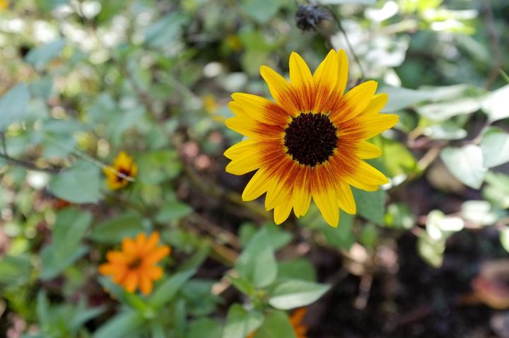 花弁のオレンジ色もかわいい小輪多花性のひまわり‘サンビリーバブル’