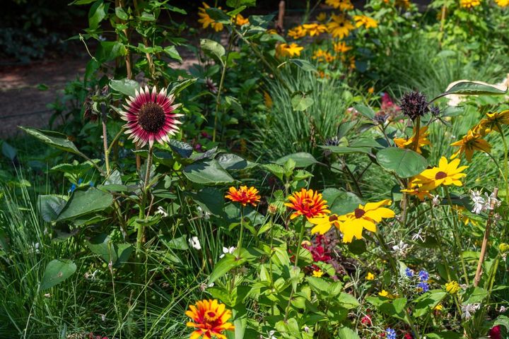 赤い花弁のひまわり‘ミス・マーズ’はほかの草花とも合わせやすい草丈50～80cm