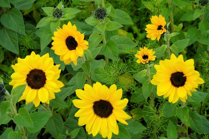 ひまわりのあとに咲き出すコスモス（蕾）との混植
