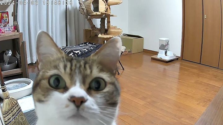 ライブカメラに気づいた猫