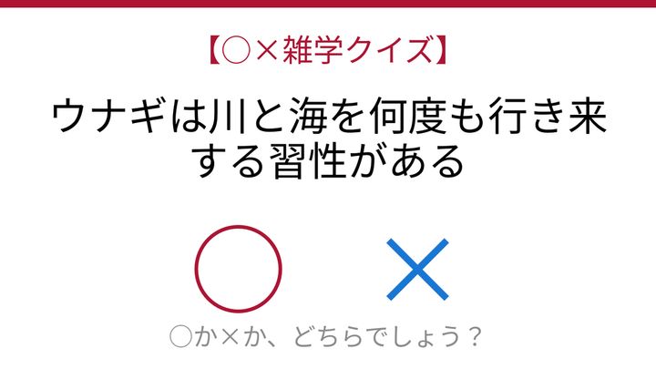 【○×雑学クイズ】これ本当？ウナギの驚くべき人生の問題画像