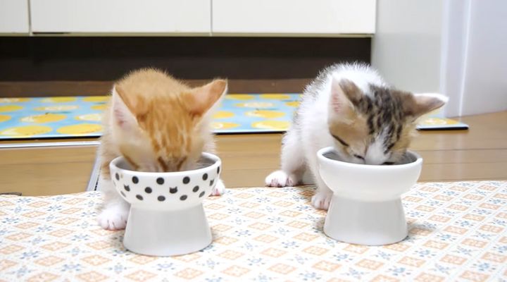 ご飯を夢中で食べる子猫達