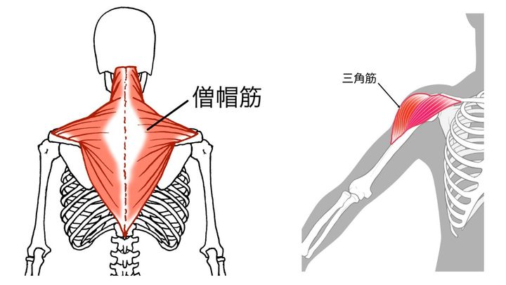 僧帽筋・三角筋