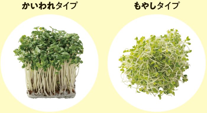 スーパーに行ったら『ブロッコリースプラウト』に注目！暑い日にぴったりな斬新な食べ方にチャレンジ♪