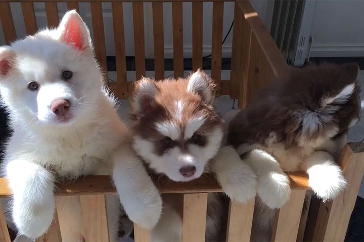木製の柵から身を乗り出してこちらを見つめている子犬たち
