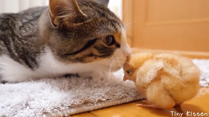 ヒヨコに急接近する子猫