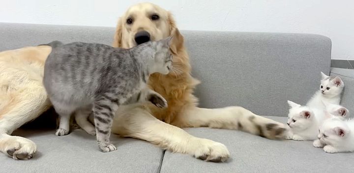 犬が優しいことを子猫達に伝える母猫