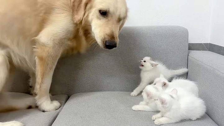 犬を怖がる子猫達