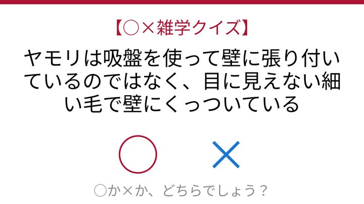 【○×雑学クイズ】これ本当？ヤモリの驚異の秘密の問題画像