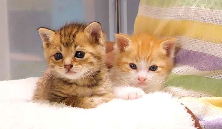 ママの膝の上でくつろぐ子猫達