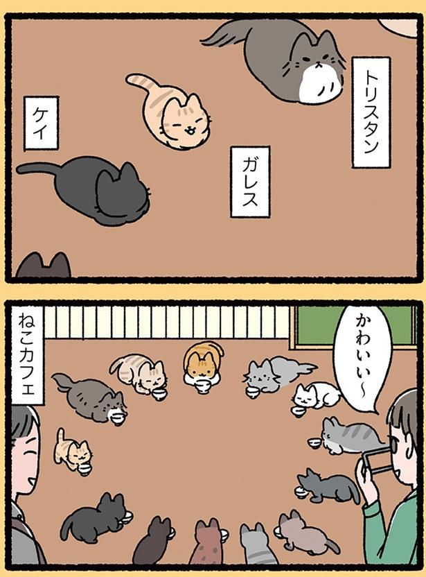 ねこカフェ （C）ぱんだにあ／KADOKAWA