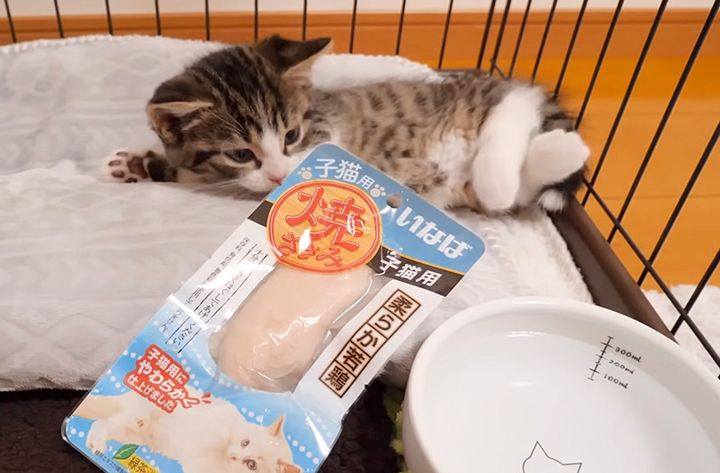 ササミで目覚める子猫