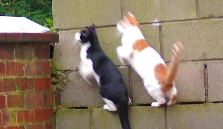 見事にシンクロする猫達