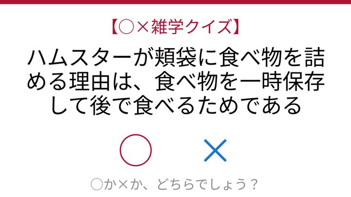 【○×雑学クイズ】これ本当？ハムスターの頬袋の秘密の問題画像