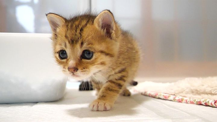 ひとりでトイレを成功させた子猫