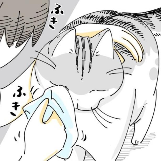 飼い主に目やにを取ってもらう猫 画像提供：キュルZ@kyuryuZ