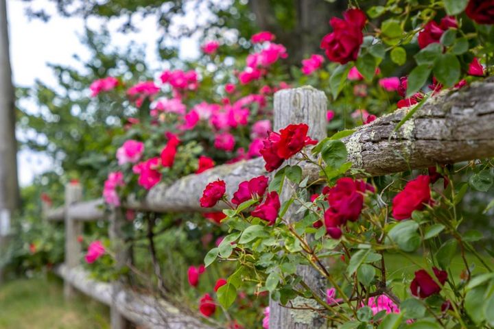 7月に楽しむバラの2番花 1番花後の切り方で変わる！きれいに咲かせる3つのコツ