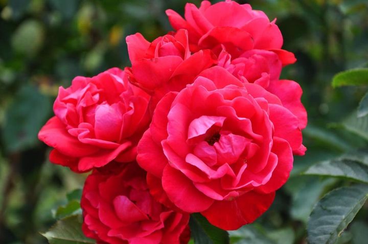 房咲きの赤のフロリバンダローズ。1番花の情景ですが、ここまで花数が多いと2番花はほどよい花付きで咲いてくれ、かえって重宝します。